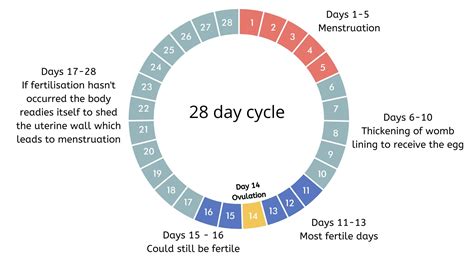 When Do You Ovulate With A 25 Day Cycle