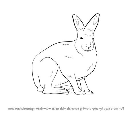Snowshoe Hare Coloring Pages