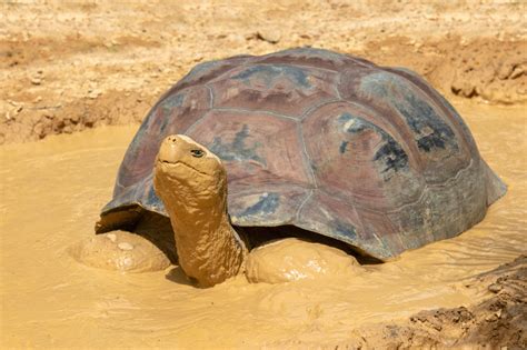 What A Turtle In The Mud Knows About Success That You Might Have Forgotten