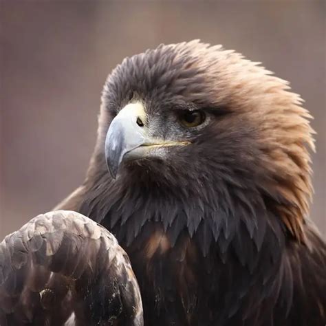 Golden Eagle Facts Diet Habitat And Pictures On Animaliabio