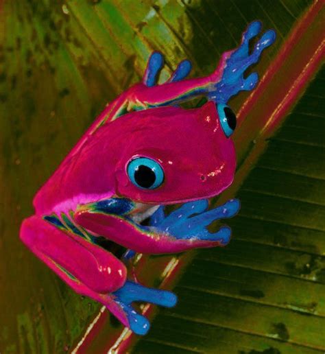 Blue Eyed Frog Cute Reptiles Reptiles And Amphibians Funny Frogs