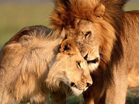 Lion And Lioness Wallpapers Wallpaper Cave