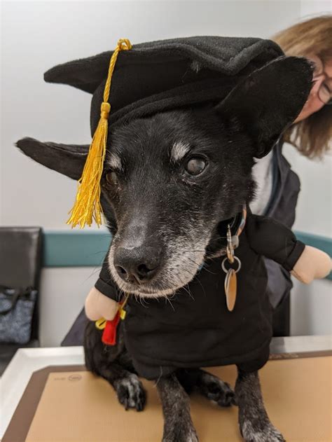 So we asked six of the best holistic vets to share their best advice on treating it naturally. There is Hope. Personalized Treatments for Dogs with Cancer