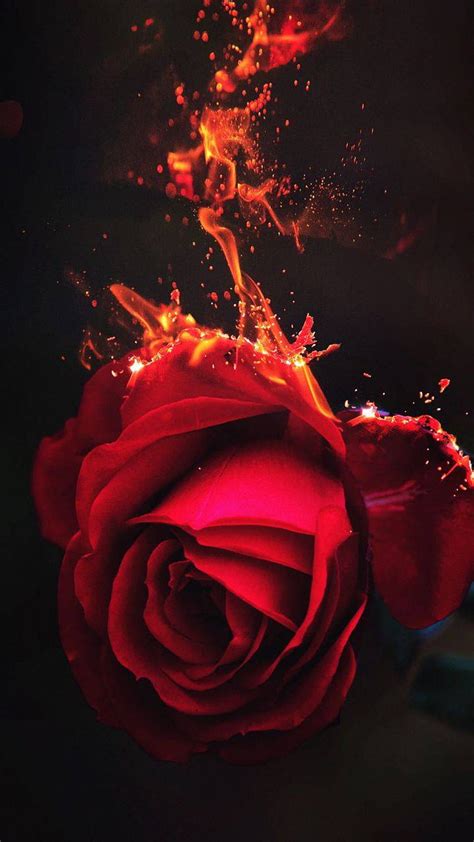Burning Rose Flower Iphone X Burning Flower Hd Phone Wallpaper Pxfuel
