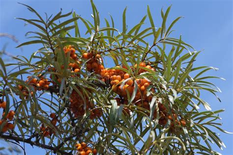 Branches Of Sea Buckthorn With Juicy Berries On Blue Sky Background