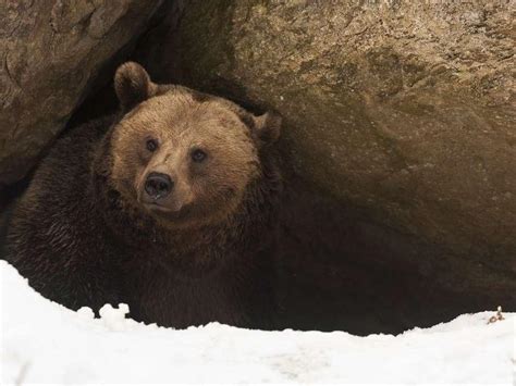 how and when do bears hibernate different types of bears