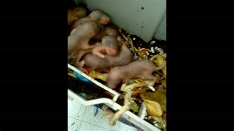Nido De Ratas En La Lavadora Youtube
