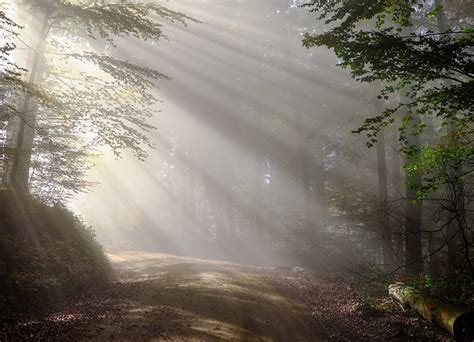 Photo Rays Of Light Fog Nature Roads Forest Morning Trees