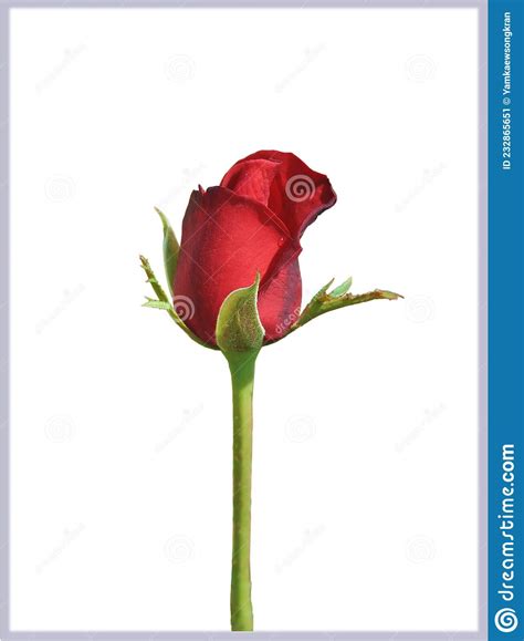 Red Rose Isolated On White Stock Image Image Of Flora 232865651