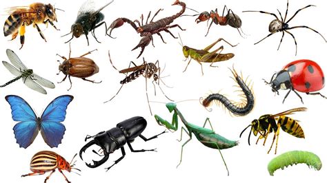 Learning Insects And Bugs For Kids Animals Names In