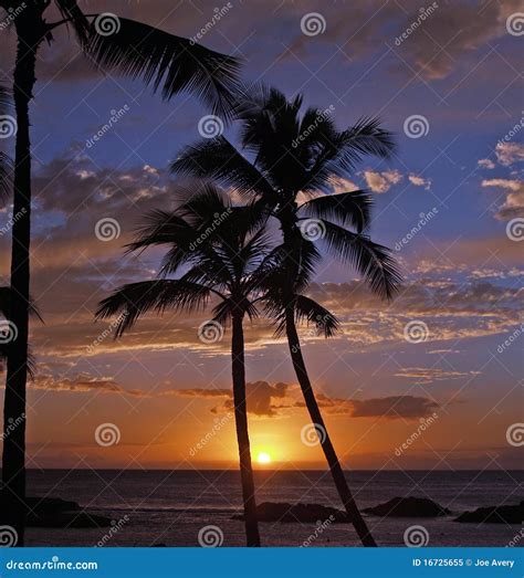 Awesome Hawaiian Sunset At Koolina Resort Stock Image Image Of Head