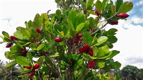 Richberry Miracle Berry Plants Things To Know Before Buying The