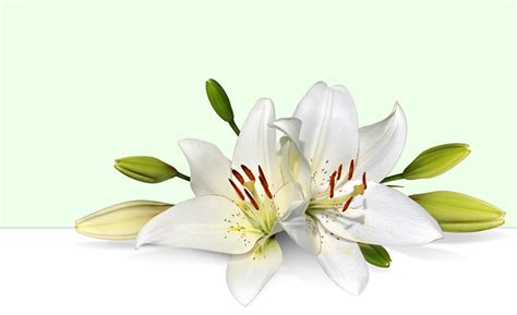 Clipart For Easter Lilies 20 Free Cliparts Download Images On