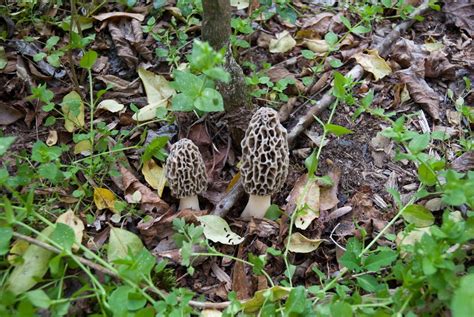 Do Morel Mushrooms Grow In Georgia All Mushroom Info