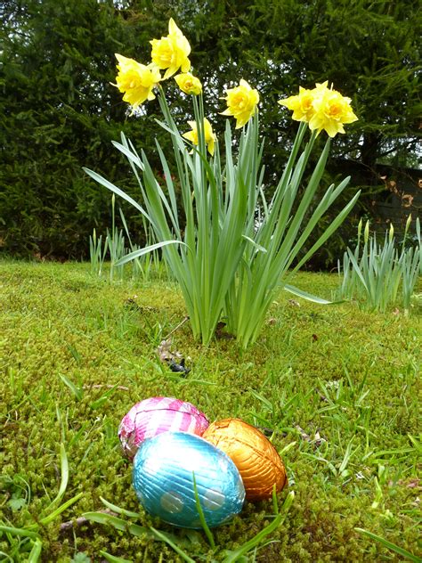 Chocolate Easter Eggs Near Daffodils Outdoors Creative Commons Stock Image