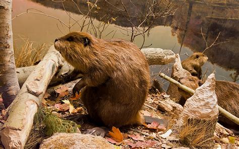 Beaver Header Image At Midcoast Wildlife Solutions Midcoast Wildlife