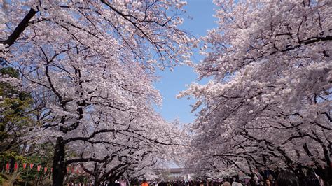 Now The Season For Hanami 5 Popular Cherry Blossom Viewing Places In Tokyo