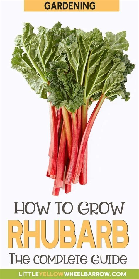 We Have All The Tips And Tricks To Grow Healthy And Robust Rhubarb