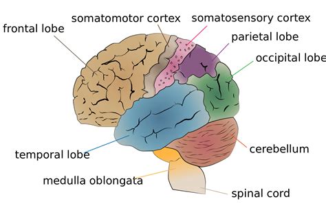A system is marked by a box. Diagram of the Brain