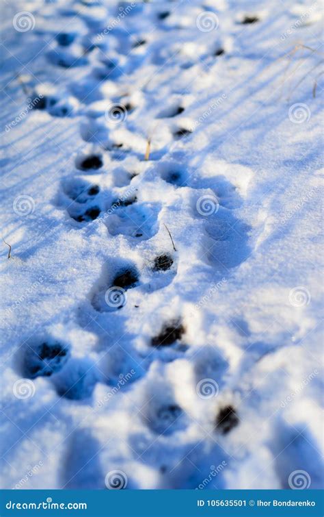 Paw Prints In Snow Stock Image Image Of Direction Freeze 105635501