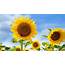 Summer Sunflower Wallpaper 50208  Baltana