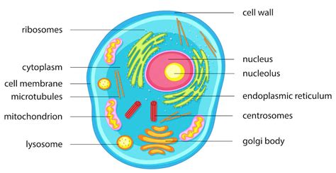 What Is A Nucleus Definition Structure And Function Geeksforgeeks