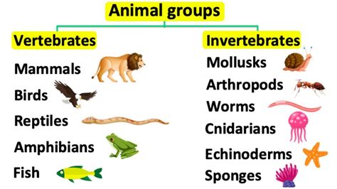 Classifying Animals Vertebrates And Invertebrates Ver