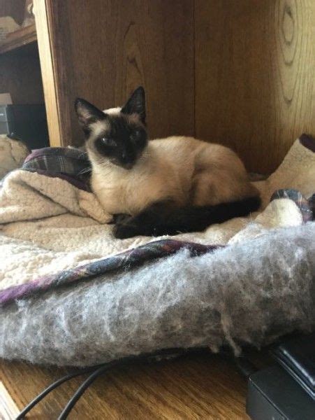 Seal Point Siamese Cats For Adoption Carrying A Fetus Diary Image