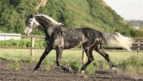 Orlov Trotter Dapple Grey Horses Horses Beautiful Horses