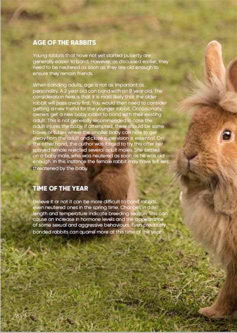 The Rwaf Guide To Pairing Rabbits By Fiona Firth Rabbit Welfare Shop