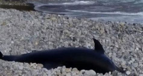 Πωλήσεις συγκροτημάτων διαμερισμάτων κακιά θάλασσα. Κρήτη: Νεκρό δελφίνι ξέβρασε η θάλασσα (Φωτο) - Candia Doc