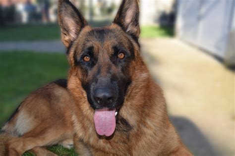 German Shepherd Dog Breed Information All About Dogs