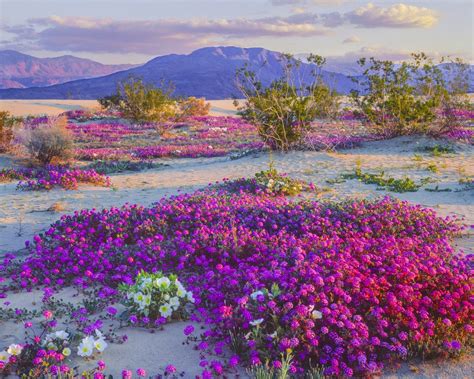 This Desert In The Southwest Is Experiencing A Wildflower ‘superbloom