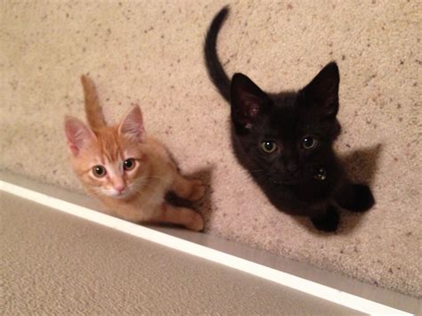Curious kitties? 😮 | Pets, Kitty, Cats