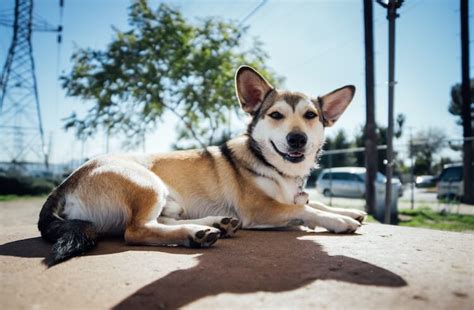 Corgi Husky Mix Everything You Need To Know All Things Dogs Mex Alex