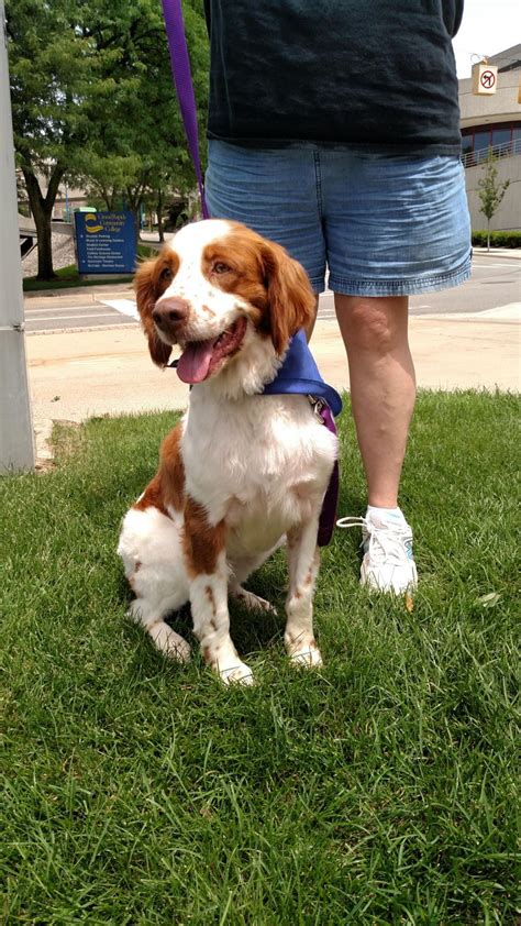 The humane society of west michigan and kent county animal shelter have paused their adoptions due to the executive order. Meet Mona, a Petfinder adoptable Brittany Spaniel Dog ...