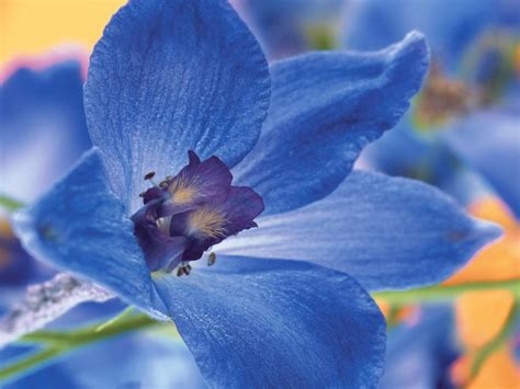 49 Blue Flowers Desktop Wallpaper Wallpapersafari