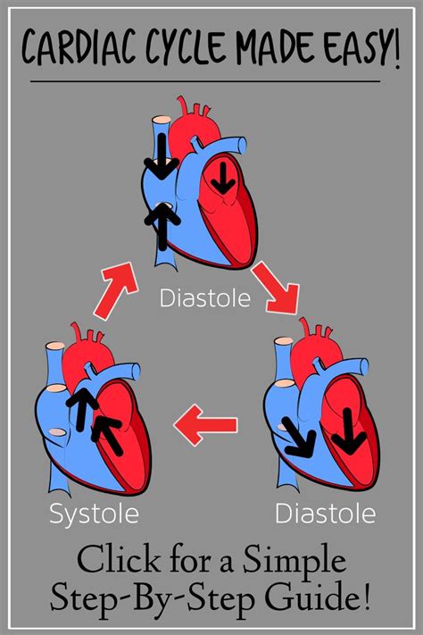 Cardiac Cycle Diagram From Diastole To Systole Phases Of Heart