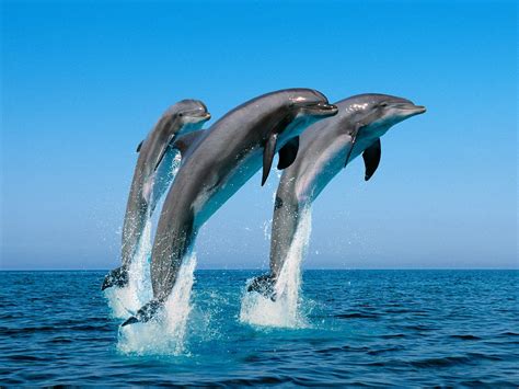 Many Reasons Dolphins Are Dying Uk Indymedia
