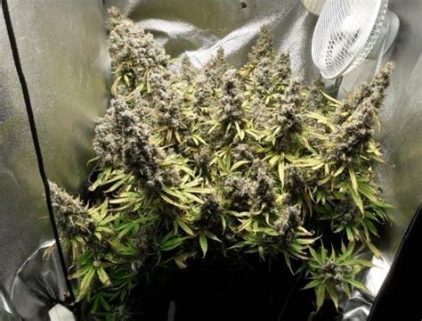 Cannabis Xxl Seeds How To Get High Yielding Strains