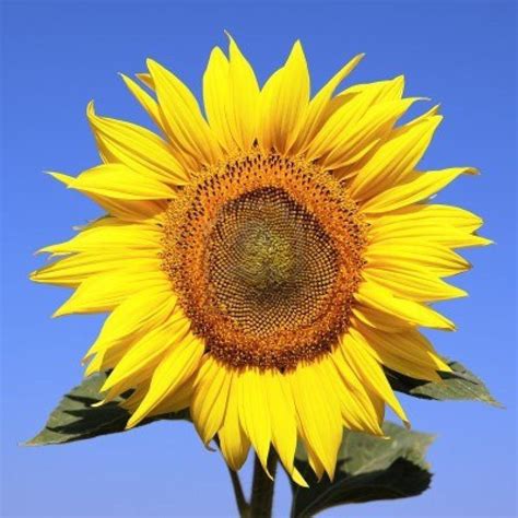 25 Seeds Sunflower American Giant Etsy