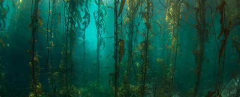 This Remote Pristine Underwater Forest In South America Hasnt Changed