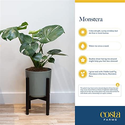 Costa Farms Monstera Swiss Cheese Plant Live Indoor Plant Easy To