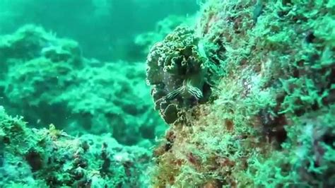 Green Lettuce Sea Slug Youtube