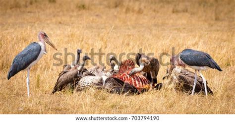 Vultures Eating Carcass Stock Photo 703794190 Shutterstock