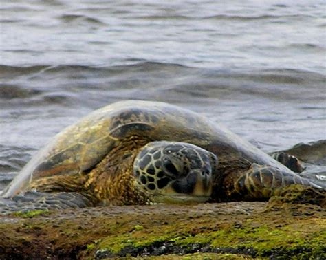 Green Sea Turtle Kaloko Honokohau National Historic Park For More Information About Traveling