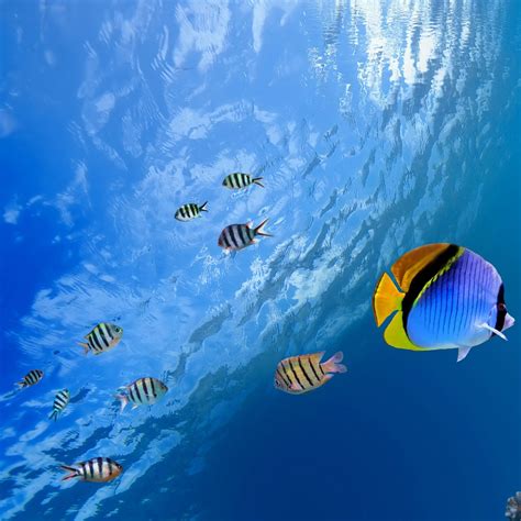 Free Download Underwater Tropical Fish Ipad Wallpaper Download Iphone