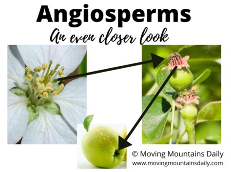Angiosperm Magic How A Flower Turns To Fruit Moving Mountains Daily