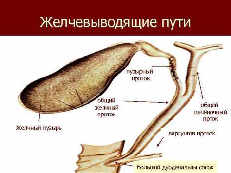 Диета желчный застой