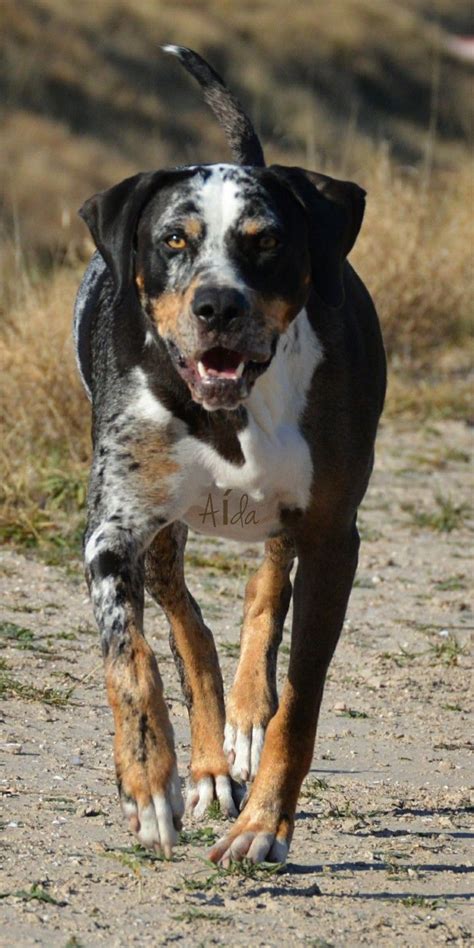 The louisiana catahoula leopard dog or catahoula cur is an american dog breed. Lia, my Louisiana Catahoula Leopard Dog. | Leopard dog ...